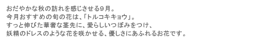 �����₩�ȏH�̖K�������������X���B�����������߂̏{�̉Ԃ́A�u�g���R�L�L���E�v�B�����ƐL�т��ؚ��Ȍs��ɁA���炵���ڂ݂����A�d���̃h���X�̂悤�ȉԂ��炩����A�D�����ɂ��ӂ�邨�Ԃł��B